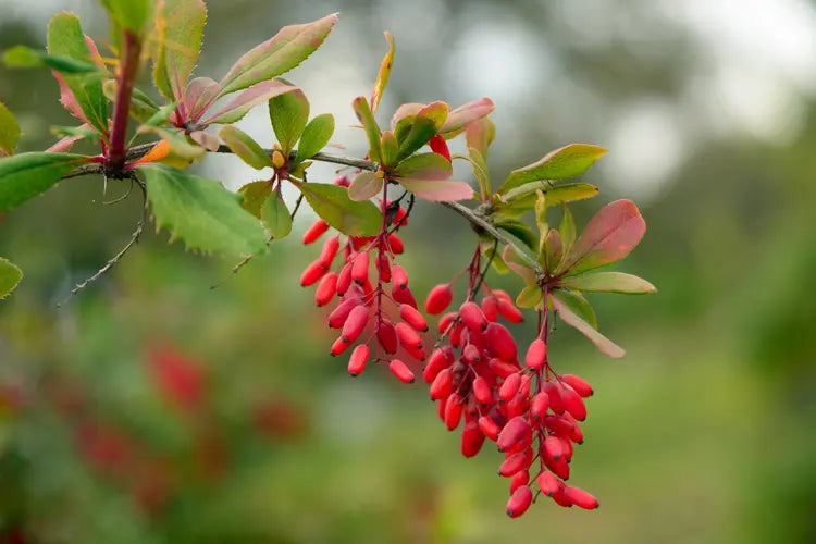 Berberine 790